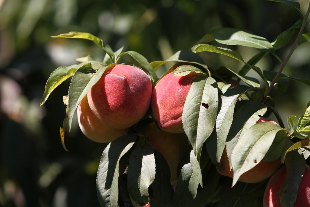 Albiano dʼIvrea Agriturismo Cascina Mariale מראה חיצוני תמונה