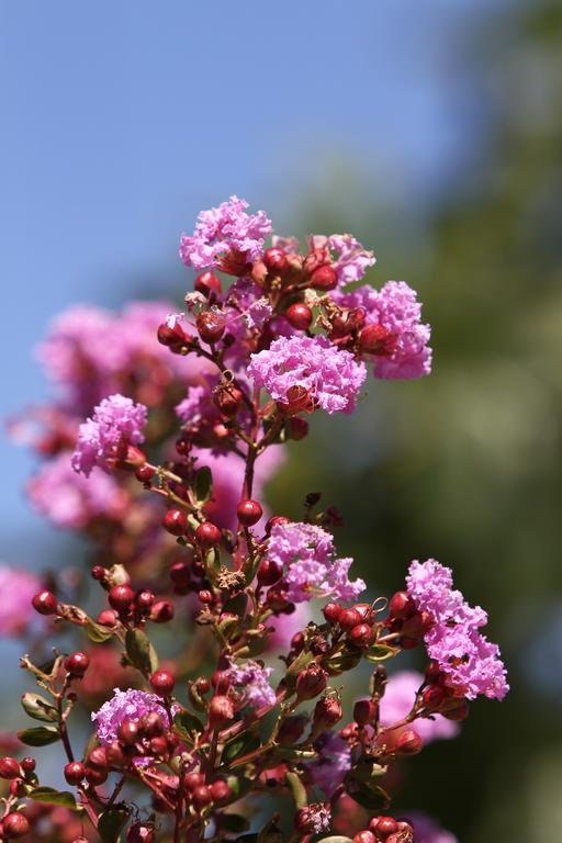 Albiano dʼIvrea Agriturismo Cascina Mariale מראה חיצוני תמונה